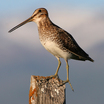 Shorebirds